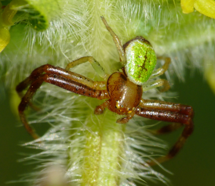 Ebrechtella tricuspidata
